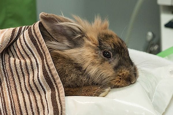 Remedios caseros para curar la diarrea en conejos