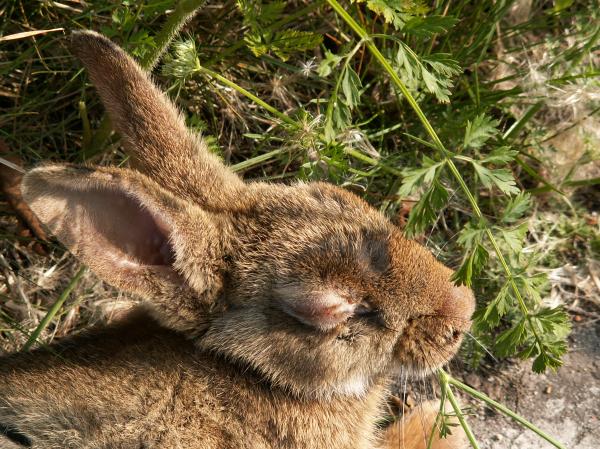 Que es la conjuntivitis en conejos