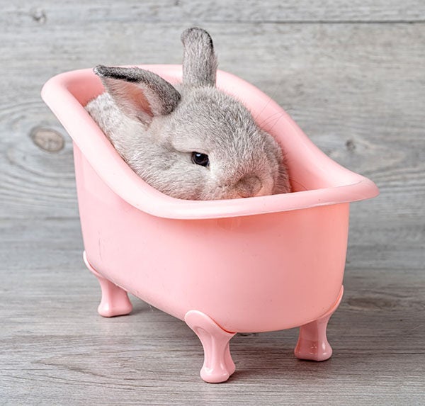 Bañar Conejos