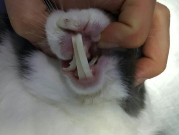 Cuidado dental de los conejos