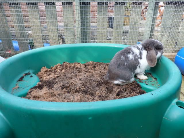 Entrenar a un conejo para usar la caja de arena