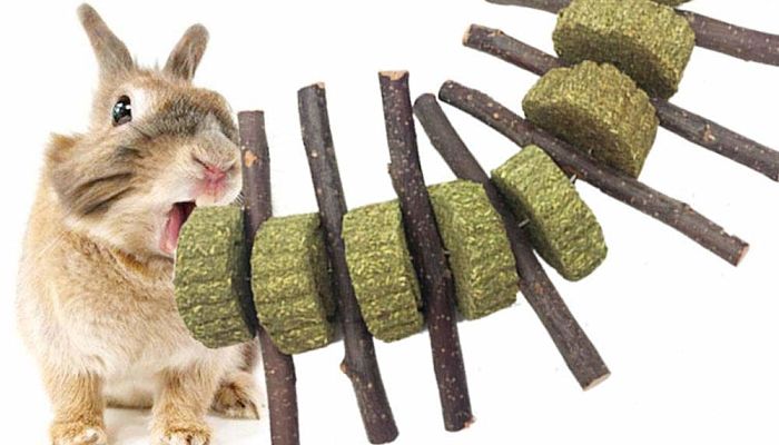 Mejores juguetes para conejos 