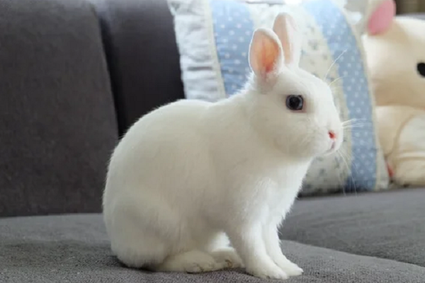 Conejo enano adulto blanco 