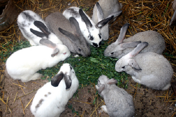 Cruzamiento de conejos