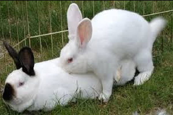 A que edad se aparean los conejos 