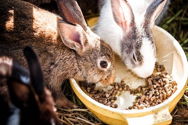 Lo mas común en comederos para conejos 