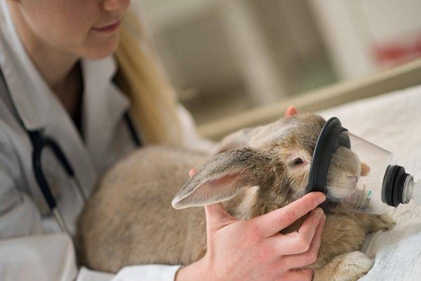 Los problemas respiratorios del conejo