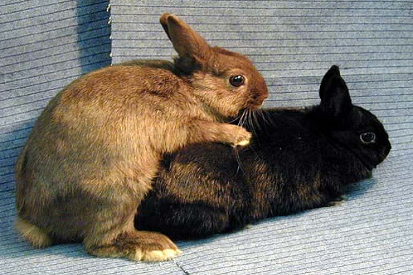 Cortejo en los conejos como se lleva a cabo - Conejitos