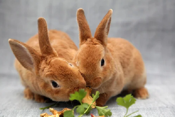 Signos de estrés en conejos