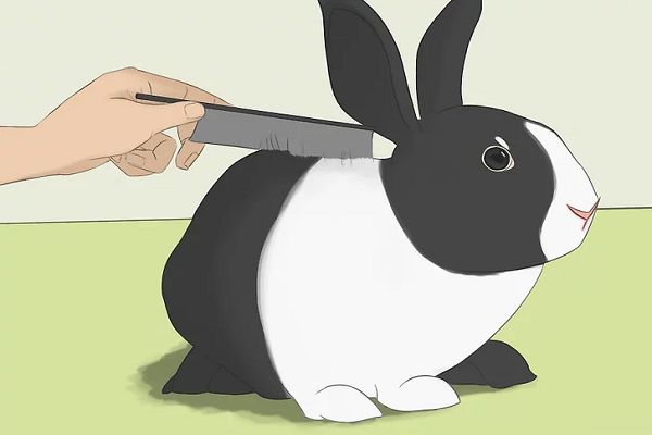 Higiene del conejo 