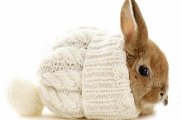Cuidados para conejos enanos en invierno