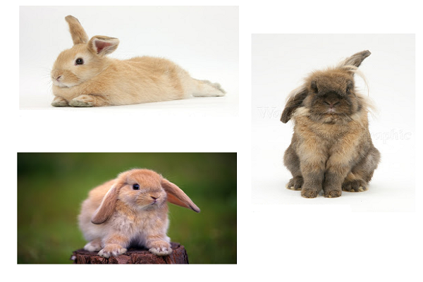 Como se comunican los conejos