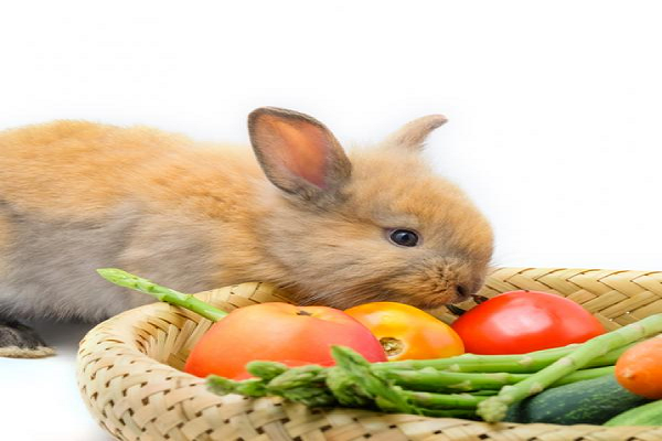Comida para conejo bebe 