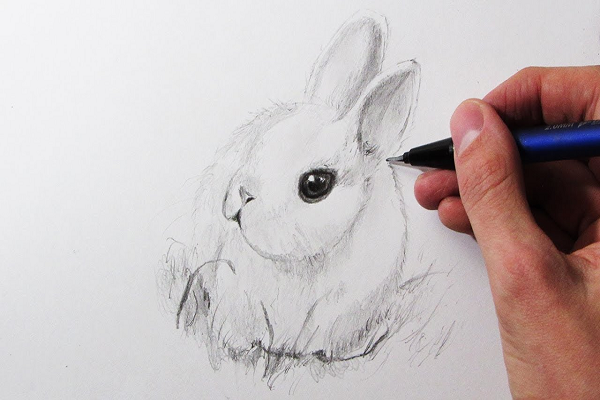 Como dibujar un conejo fácil para niños paso a paso