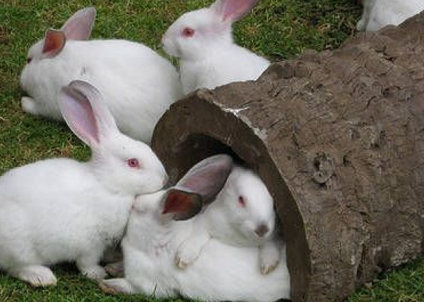 Características de un conejo macho