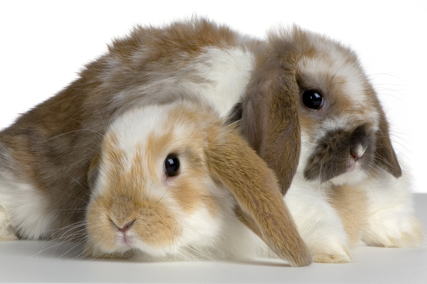Formas principales de mantener fresco a tu conejo en verano.