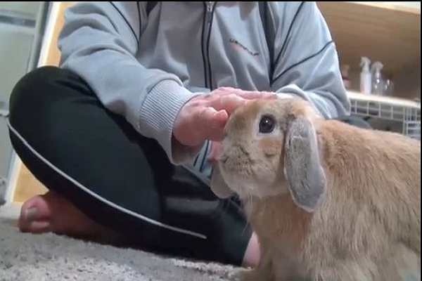 Que le gusta a los conejos para jugar