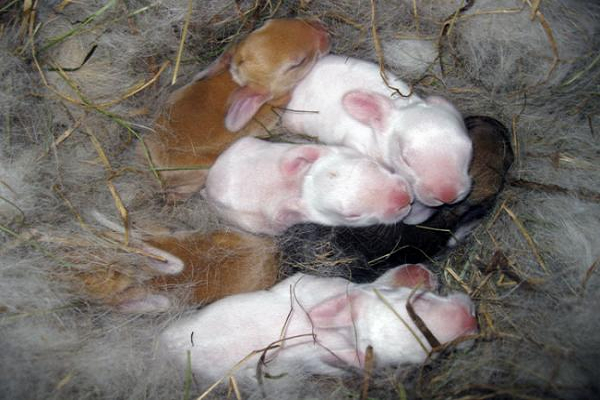 ¿Cuánto tiempo tardan en abrir los ojos los conejos recién nacidos?