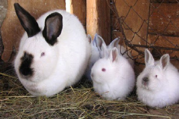 Cuidados de conejo en invierno 