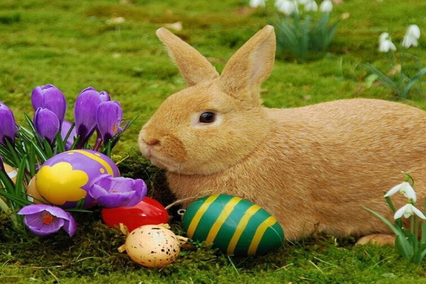Día del conejo de pascua