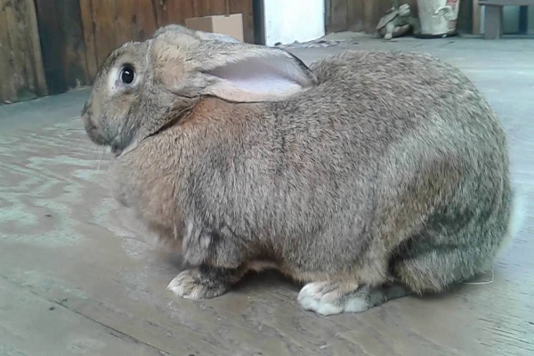 Obesidad en los conejos