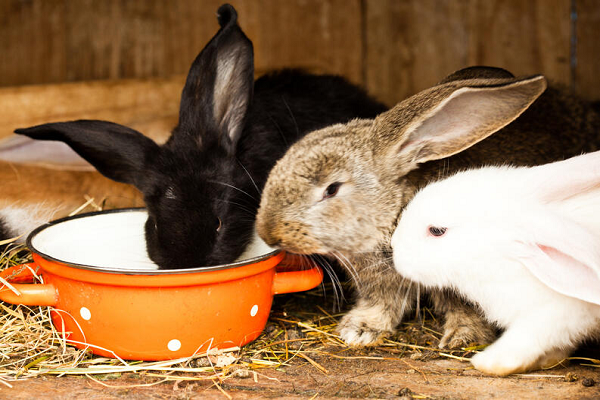 Dieta en conejos
