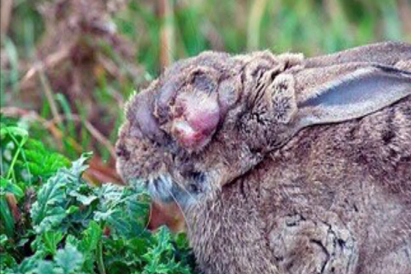 Prevención de la mixomatosis en conejos 