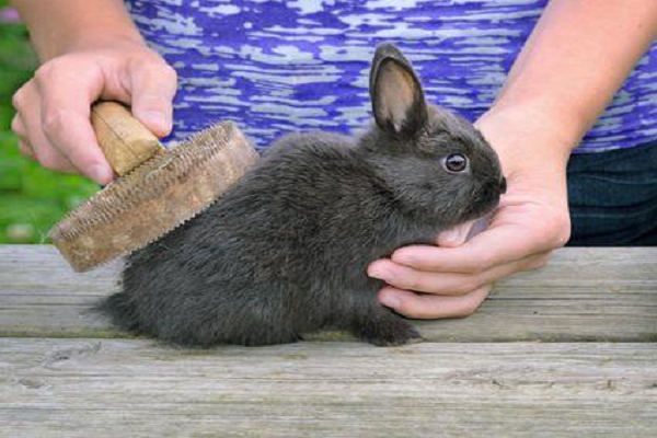 Mejores cepillos para conejos