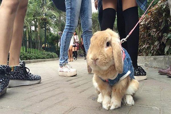 ¿Cómo puedo sacar a pasear a un conejo?