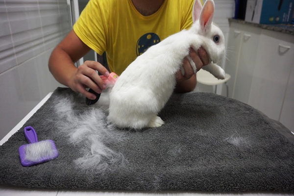 Cepillo para conejos furminator