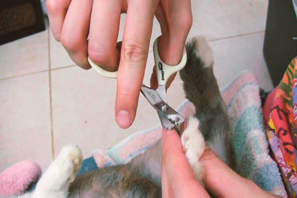 Como cortarle las uñas a un conejo