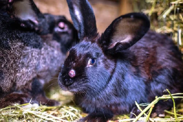 Casos de coronavirus en conejos