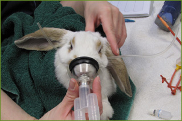 Donde esterilizar conejos