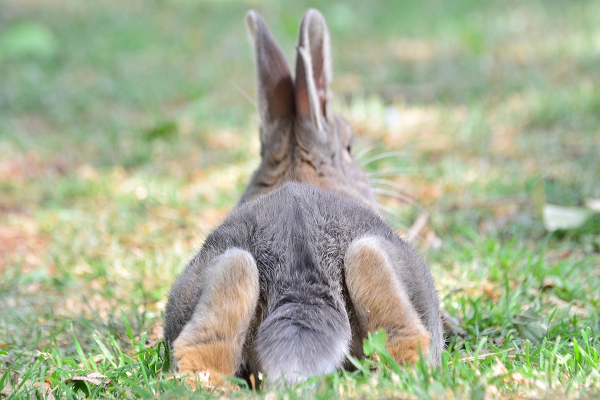 Síntomas de la pododermatitis en conejos
