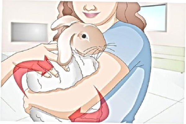 Como curar la pata rota de un conejo