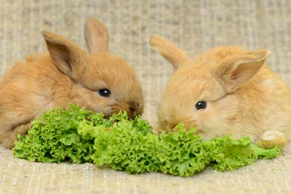Plantas toxicas para conejos