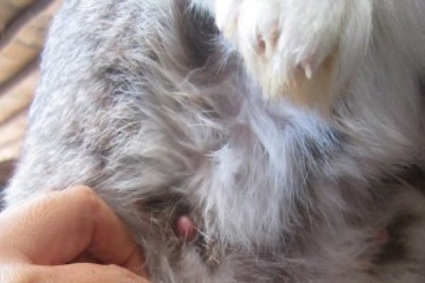 Mastitis en conejos tratamiento