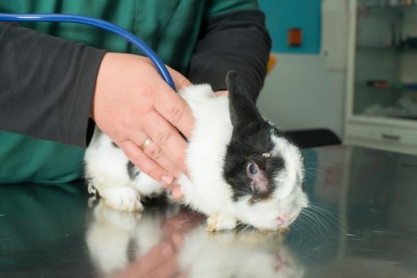 Remedios caseros para conjuntivitis en conejos