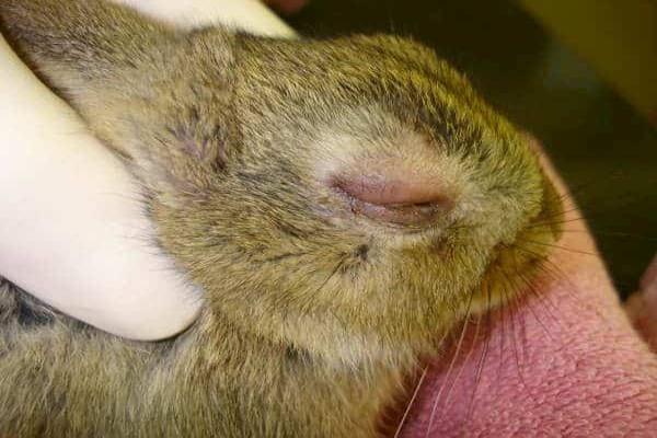 Remedios caseros para conjuntivitis en conejos