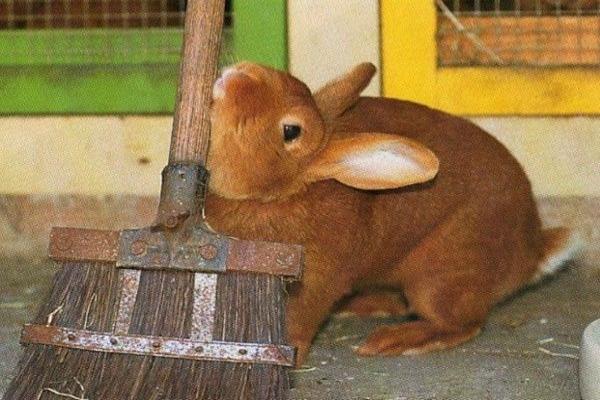 Comportamiento de los conejos