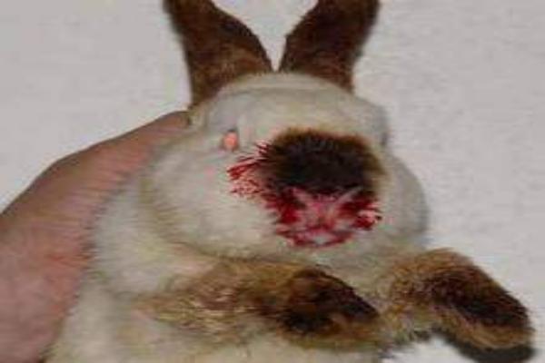 Enfermedades hemorrágicas de conejos