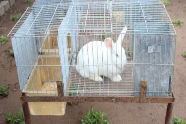 Mantenimiento de la jaula para conejos