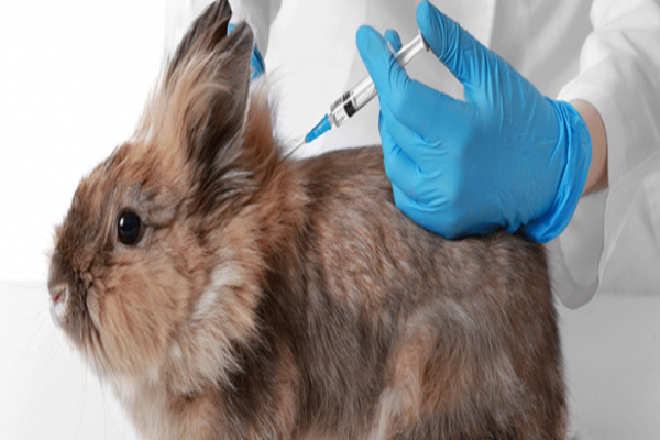 Vacunas para conejos precio 