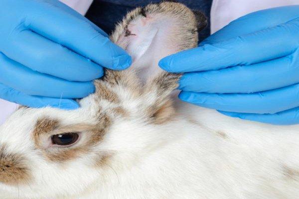 Enfermedades en las orejas de los conejos 