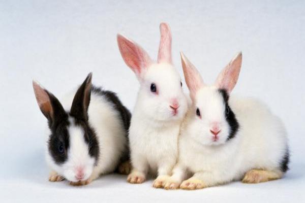 Problemas de conducta en conejos