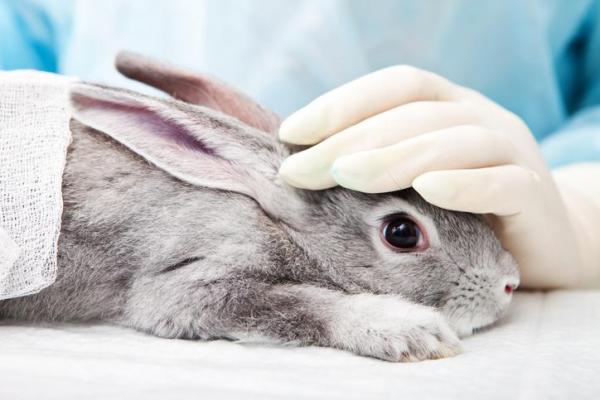 Enfermedades que causan los conejos a las mujeres