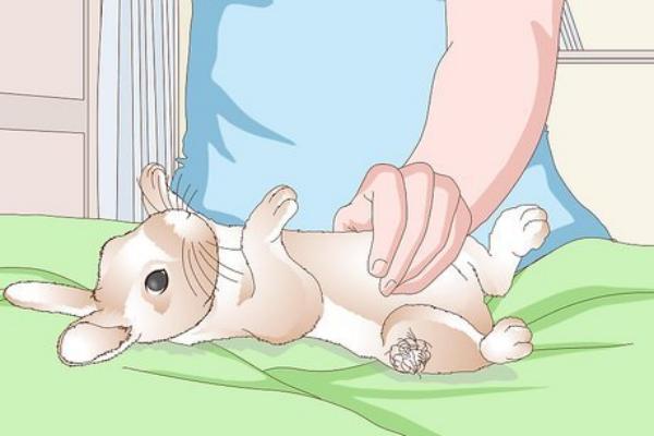 Como limpiar las orejas de un conejo