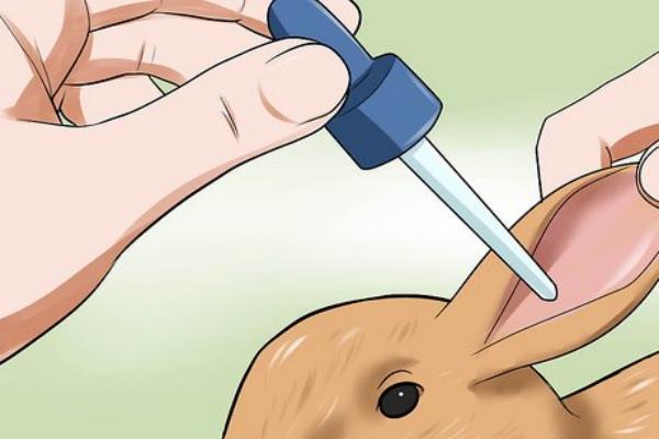 Cómo limpiar las orejas de un conejo