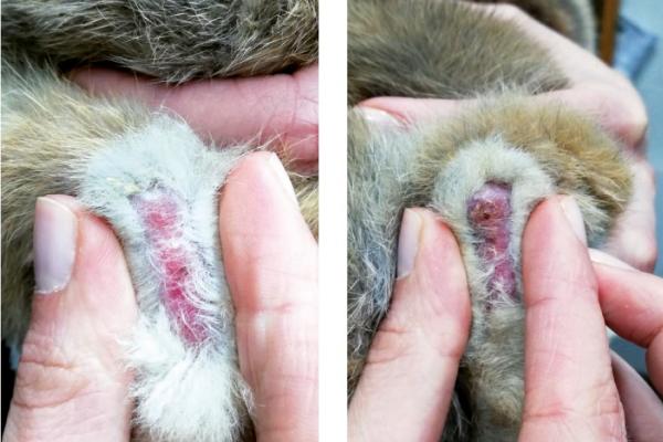 Ulceras en las patas del conejo y sus consecuencias 