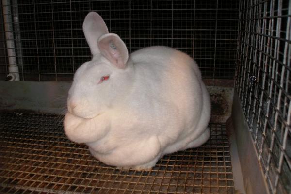 Obesidad en conejos